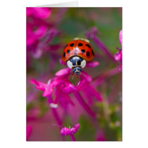 Ladybird rouge noire sur les fleurs roses