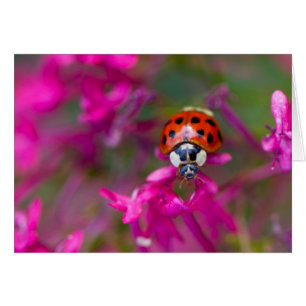 Ladybird rouge noire sur les fleurs roses