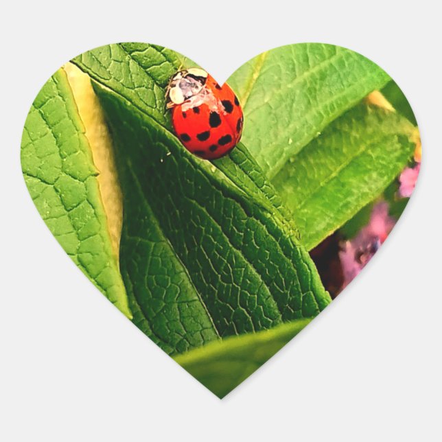 Ladybird-Sticker Herz-Aufkleber (Vorderseite)