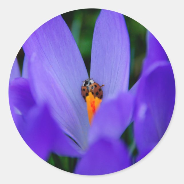 Ladybird-Sticker Runder Aufkleber (Vorderseite)