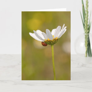 Ladybird sur Oxeye Daisy - Carte de voeux