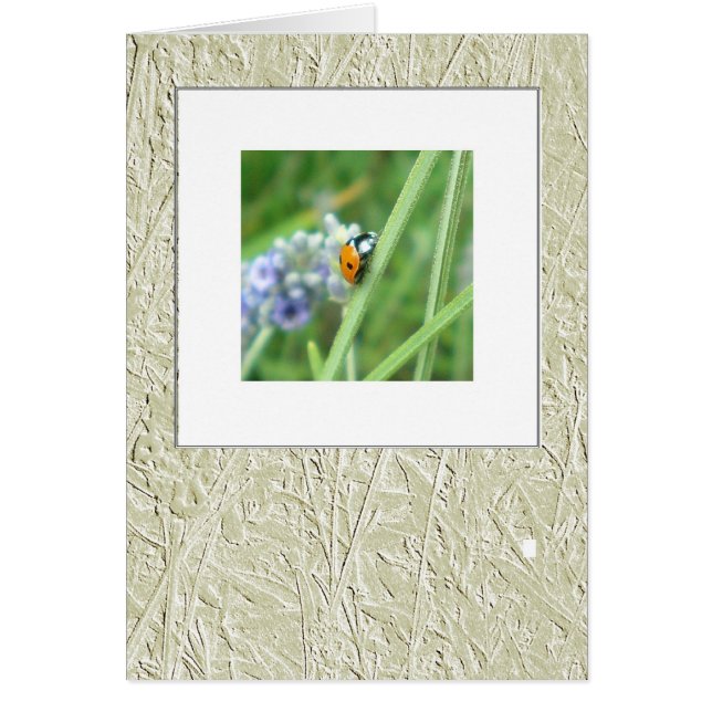 Ladybird sur une tige (Devant)