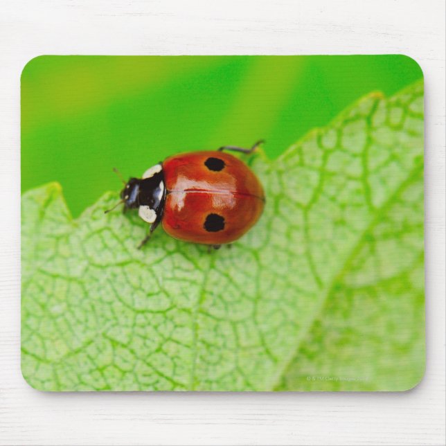 Ladybird walking across a leaf mousepad (Vorne)