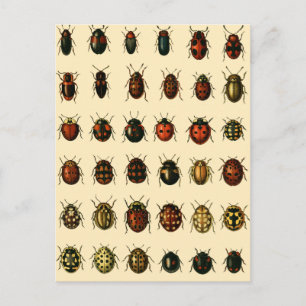 Ladybirds Array Postkarte
