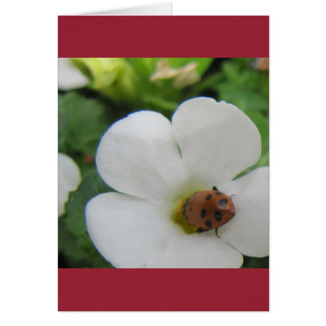 Ladybug (Vorne)