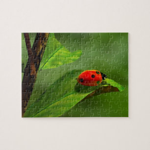Ladybug