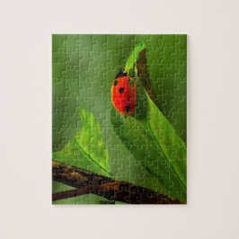 Ladybug