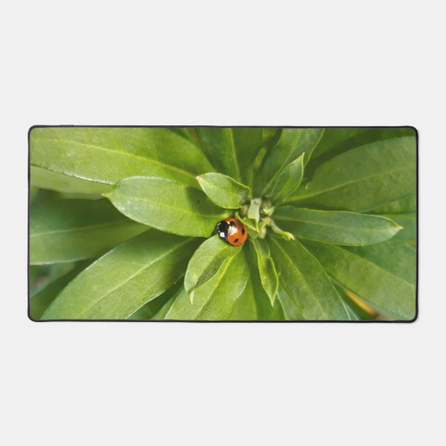 Ladybug (Recto)