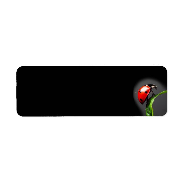 Ladybug (Vorne)