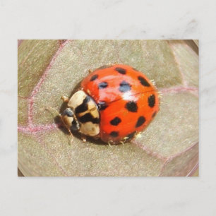 Ladybug 226 ~ Postkarte