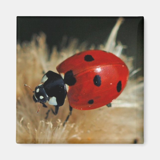 Ladybug - Aimant de dame Beetles (Devant)