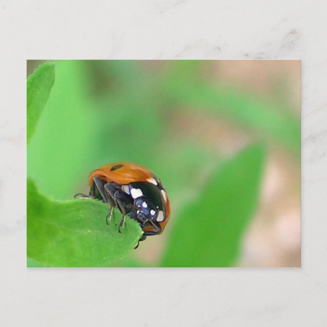 Ladybug am Rande Postkarte (Vorderseite)