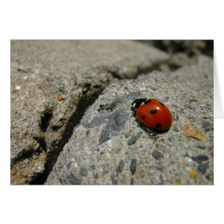 Ladybug an der Kurb (Bürgersteig)