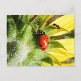 Ladybug & Ant Postkarte