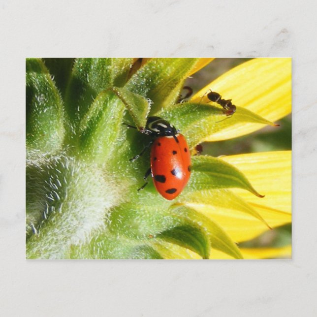 Ladybug & Ant Postkarte (Vorderseite)
