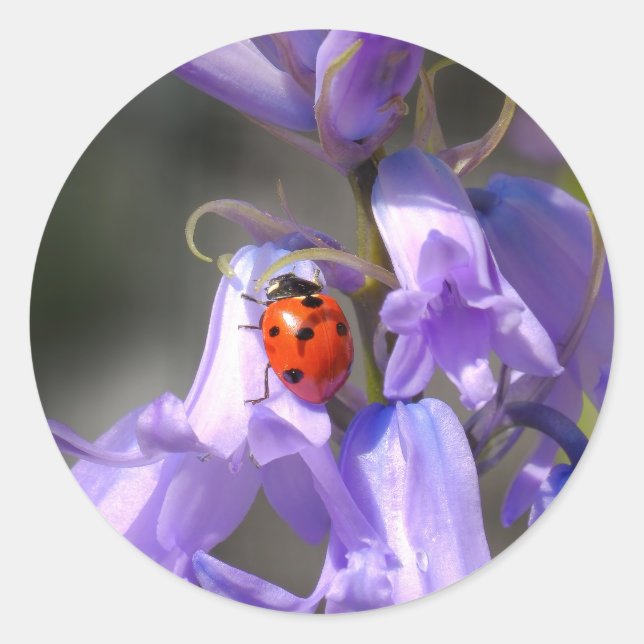Ladybug auf Bluebells Stickers (Vorderseite)