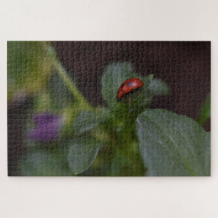 Ladybug auf Blume