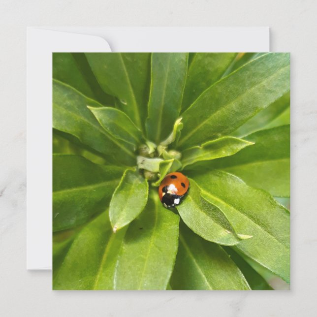 Ladybug auf Blume (Vorderseite)