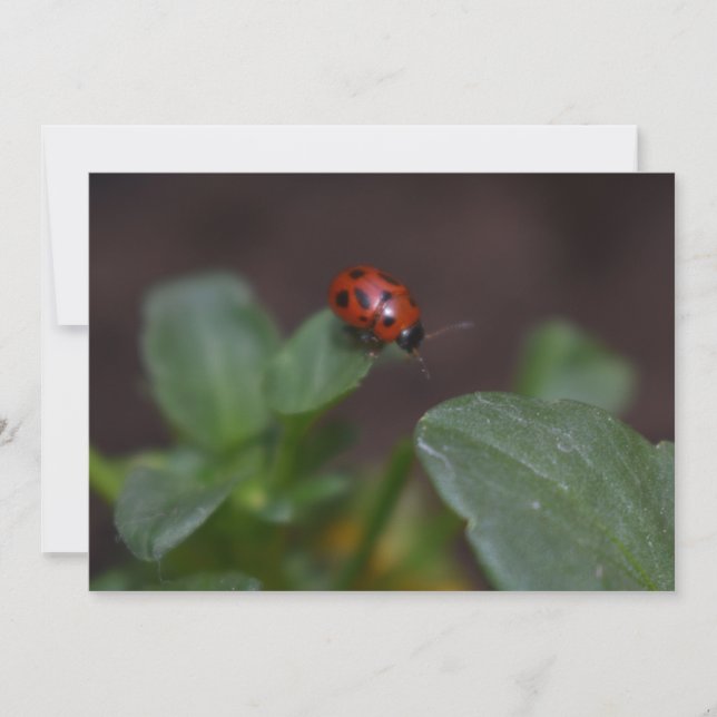 Ladybug auf Blume (Vorderseite)