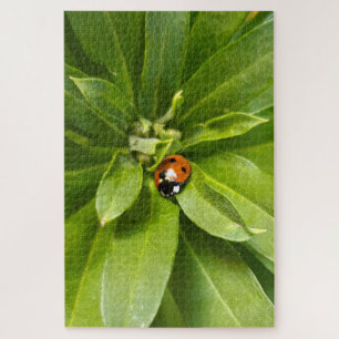 Ladybug auf Blume