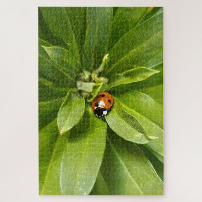 Ladybug auf Blume (Vertikal)