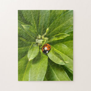 Ladybug auf Blume