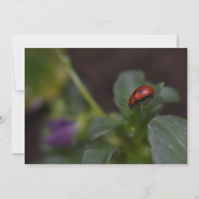 Ladybug auf Blume (Vorderseite)