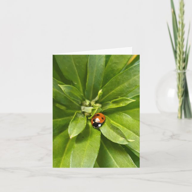 Ladybug auf Blume (Vorderseite)