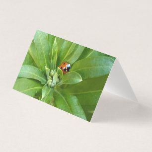 Ladybug auf Blume