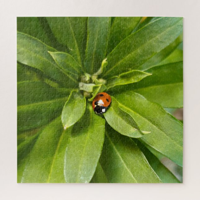 Ladybug auf Blume (Vertikal)