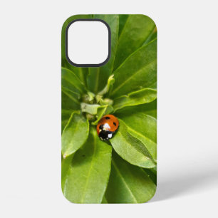 Ladybug auf Blume iPhone 12 Hülle