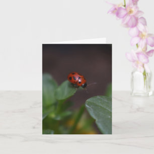 Ladybug auf Blume Karte