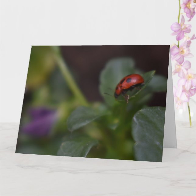 Ladybug auf Blume Karte (Orchidee)