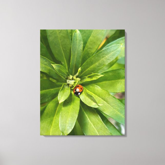 Ladybug auf Blume Leinwanddruck (Vorderseite)