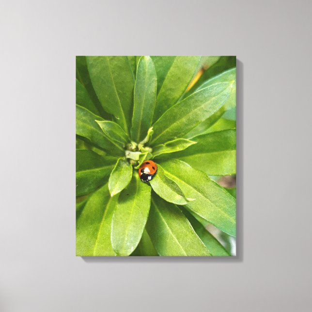 Ladybug auf Blume Leinwanddruck (Vorderseite)