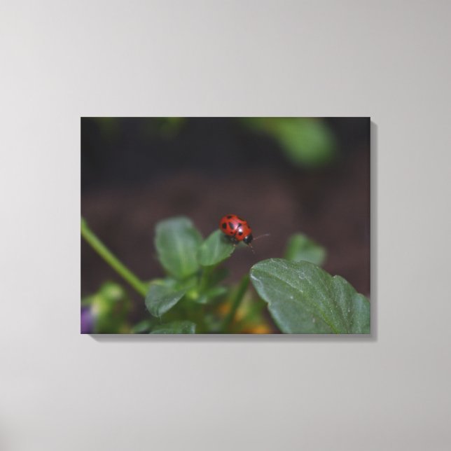 Ladybug auf Blume Leinwanddruck (Vorderseite)