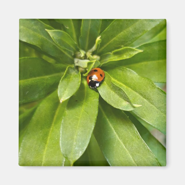 Ladybug auf Blume Magnet (Vorne)