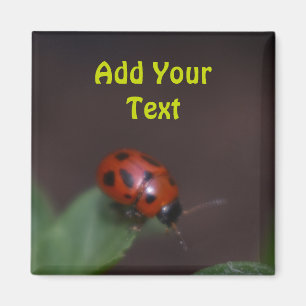 Ladybug auf Blume Magnet