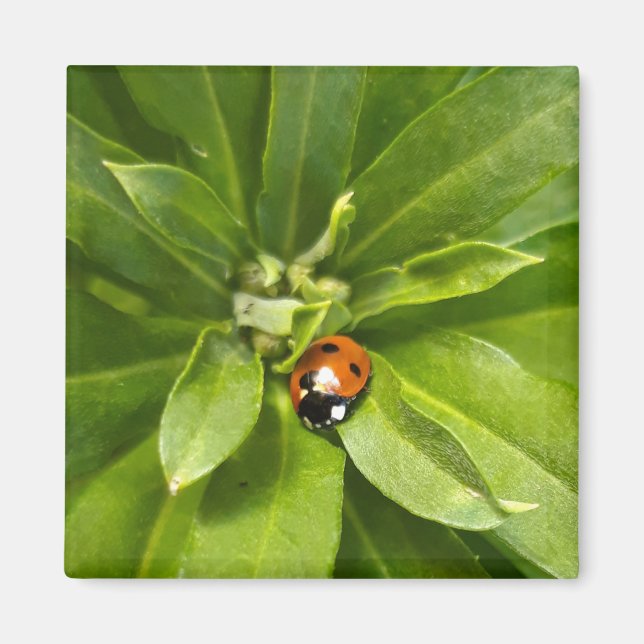 Ladybug auf Blume Magnet (Vorne)