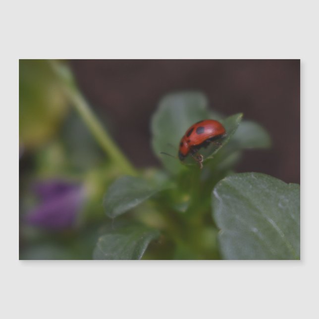 Ladybug auf Blume Magnetkarte (Vorderseite)