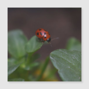 Ladybug auf Blume Magnetkarte