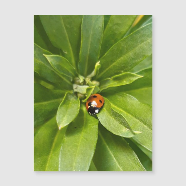 Ladybug auf Blume - Magnetkarte (Vorderseite)