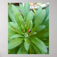 Ladybug auf Blume