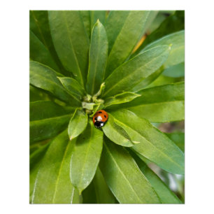 Ladybug auf Blume Poster