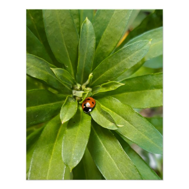 Ladybug auf Blume Poster (Vorderseite)