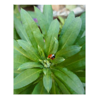 Ladybug auf Blume