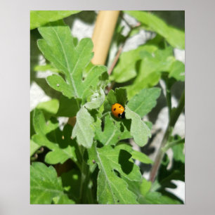 Ladybug auf Blume Poster