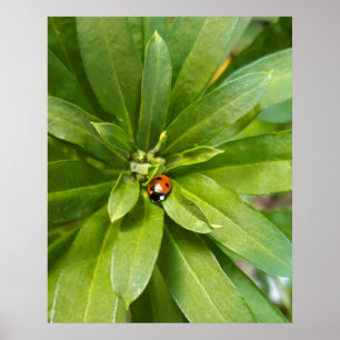 Ladybug auf Blume Poster