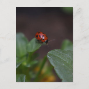 Ladybug auf Blume Postkarte