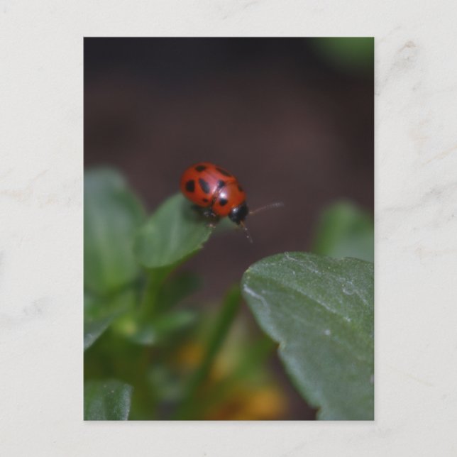Ladybug auf Blume Postkarte (Vorderseite)